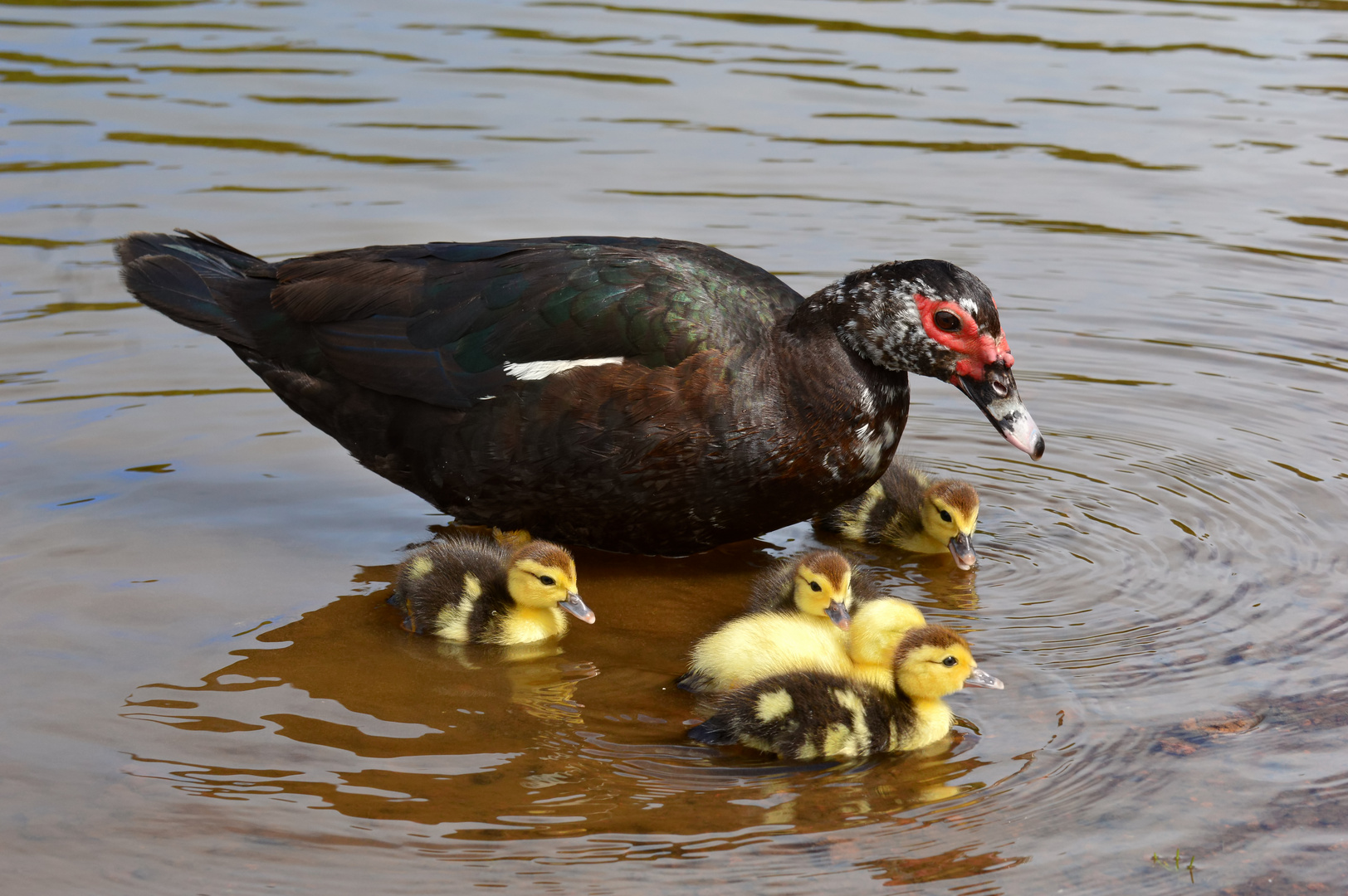 Moschus-Ente mit 5 Küken