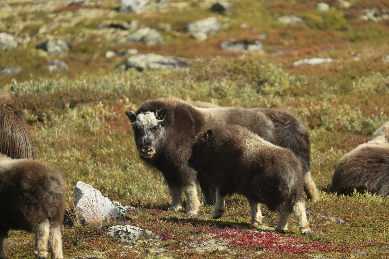 Moschus im Dovrefjell I