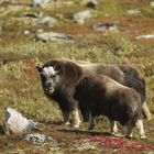 Moschus im Dovrefjell I