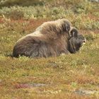 Moschus im Dovrefjell II