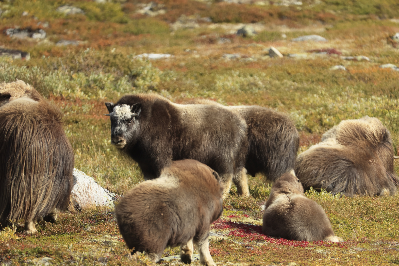 Moschus im Dovrefjell III