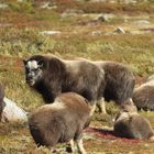 Moschus im Dovrefjell III