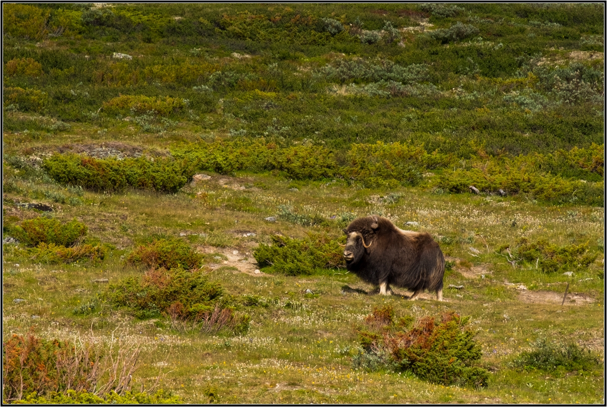 Moschus im Stroplsjødalen