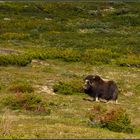 Moschus im Stroplsjødalen