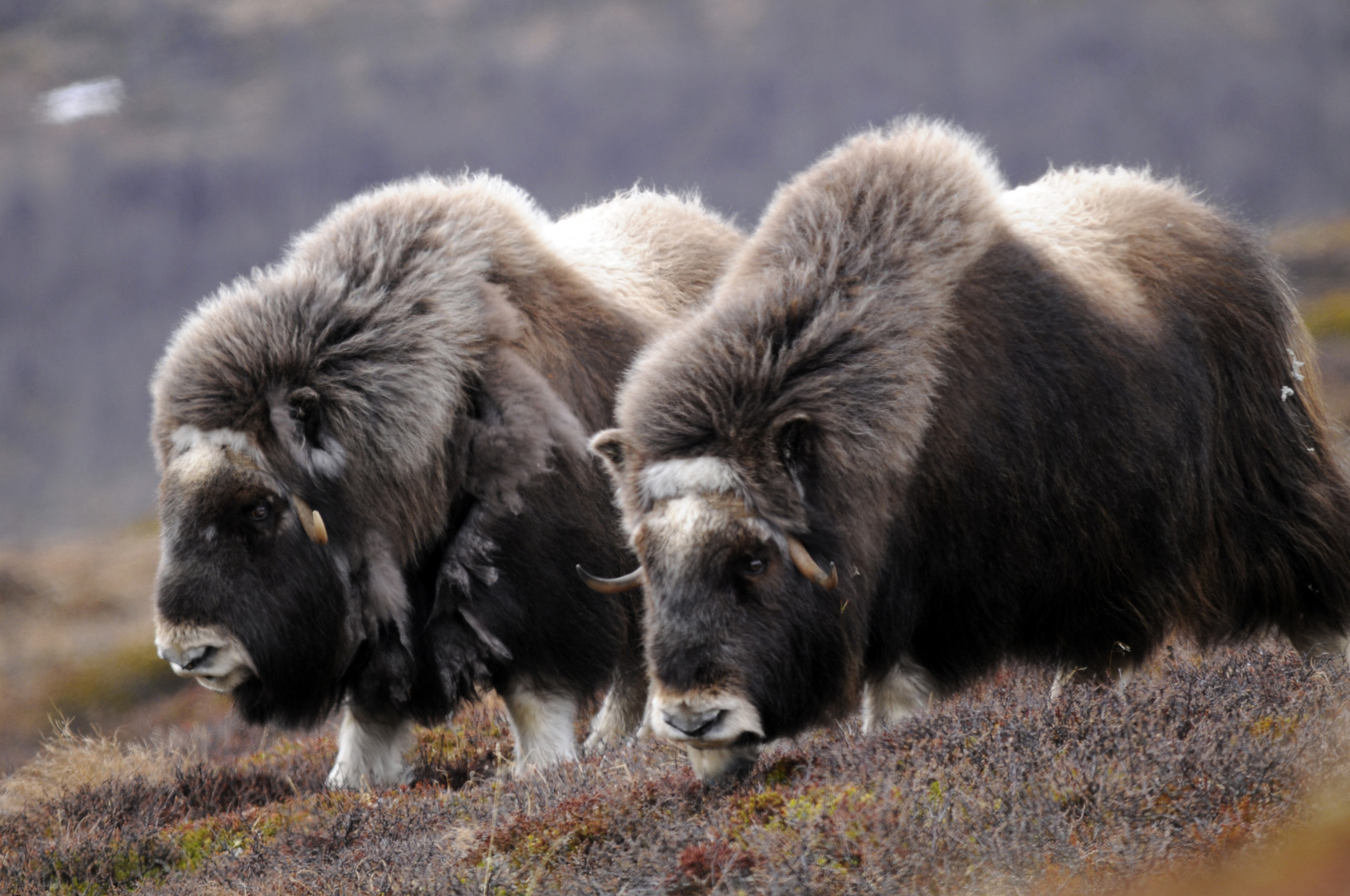 Moschus in Norwegen