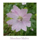 Moschus-Malve