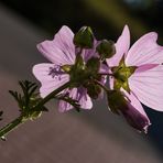 Moschus-Malve im Gegenlicht