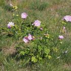 Moschus-Malve (Malva moschata)