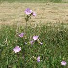 Moschus- Malven am Wegesrand