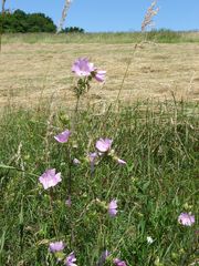 Moschus- Malven am Wegesrand