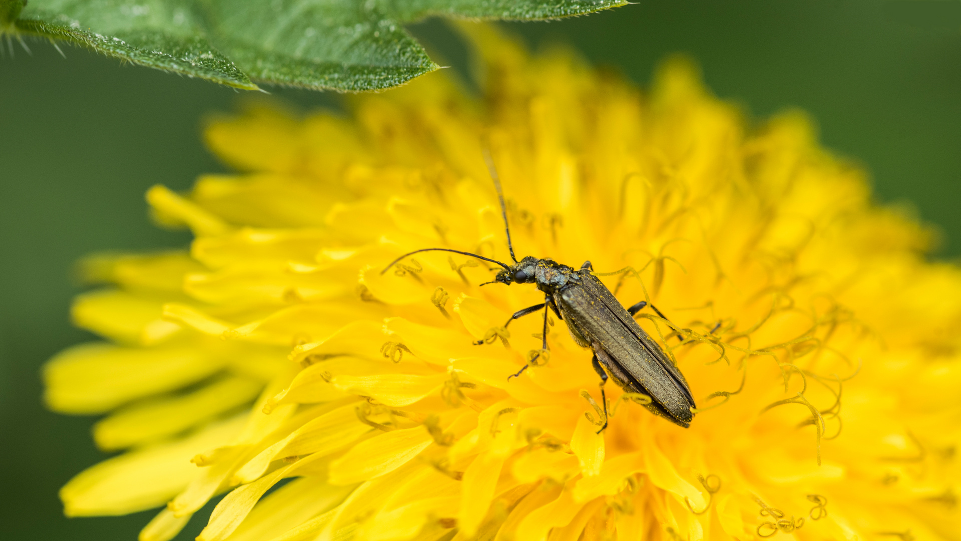 Moschus- oder Scheinbock