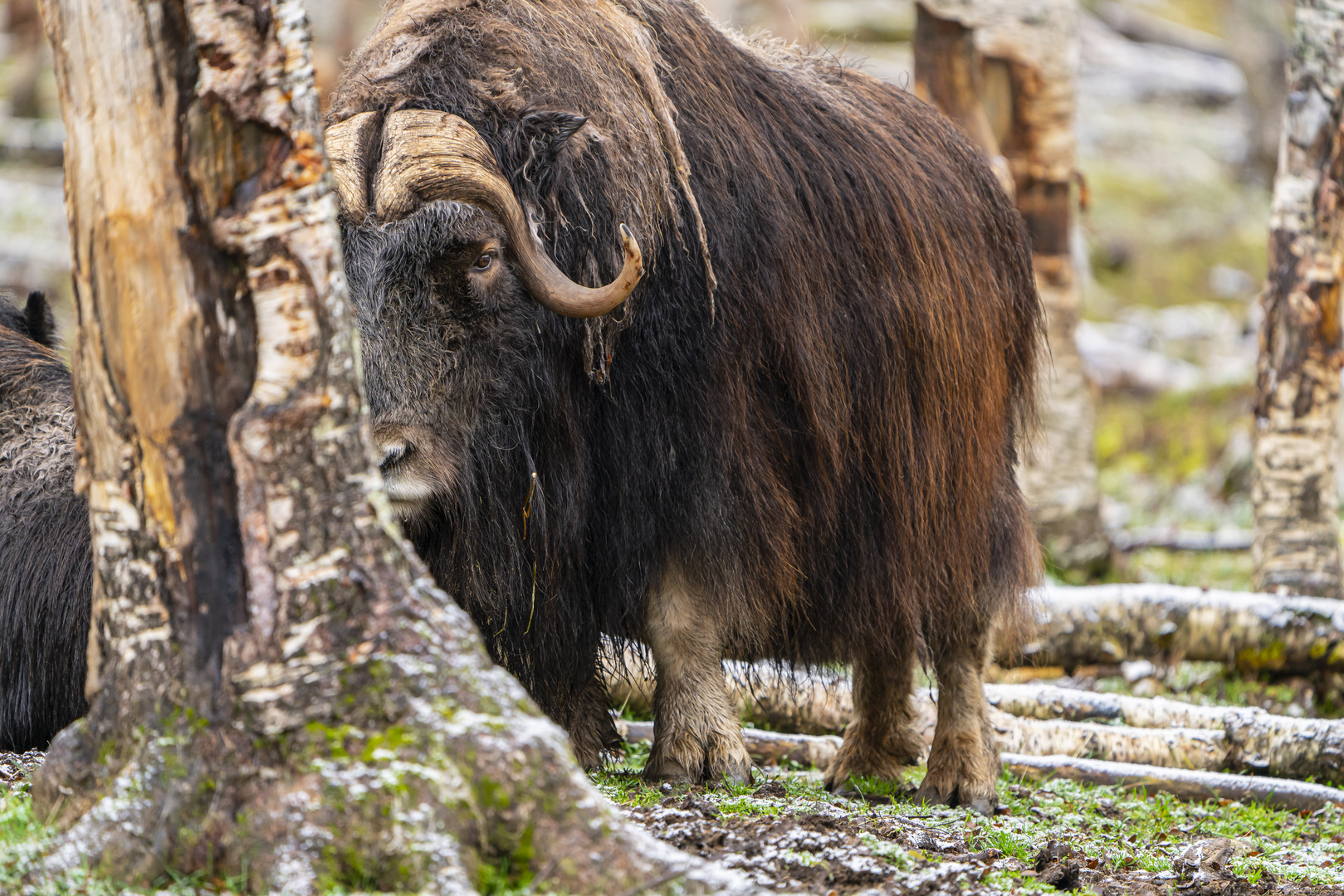 Moschus Polarzoo