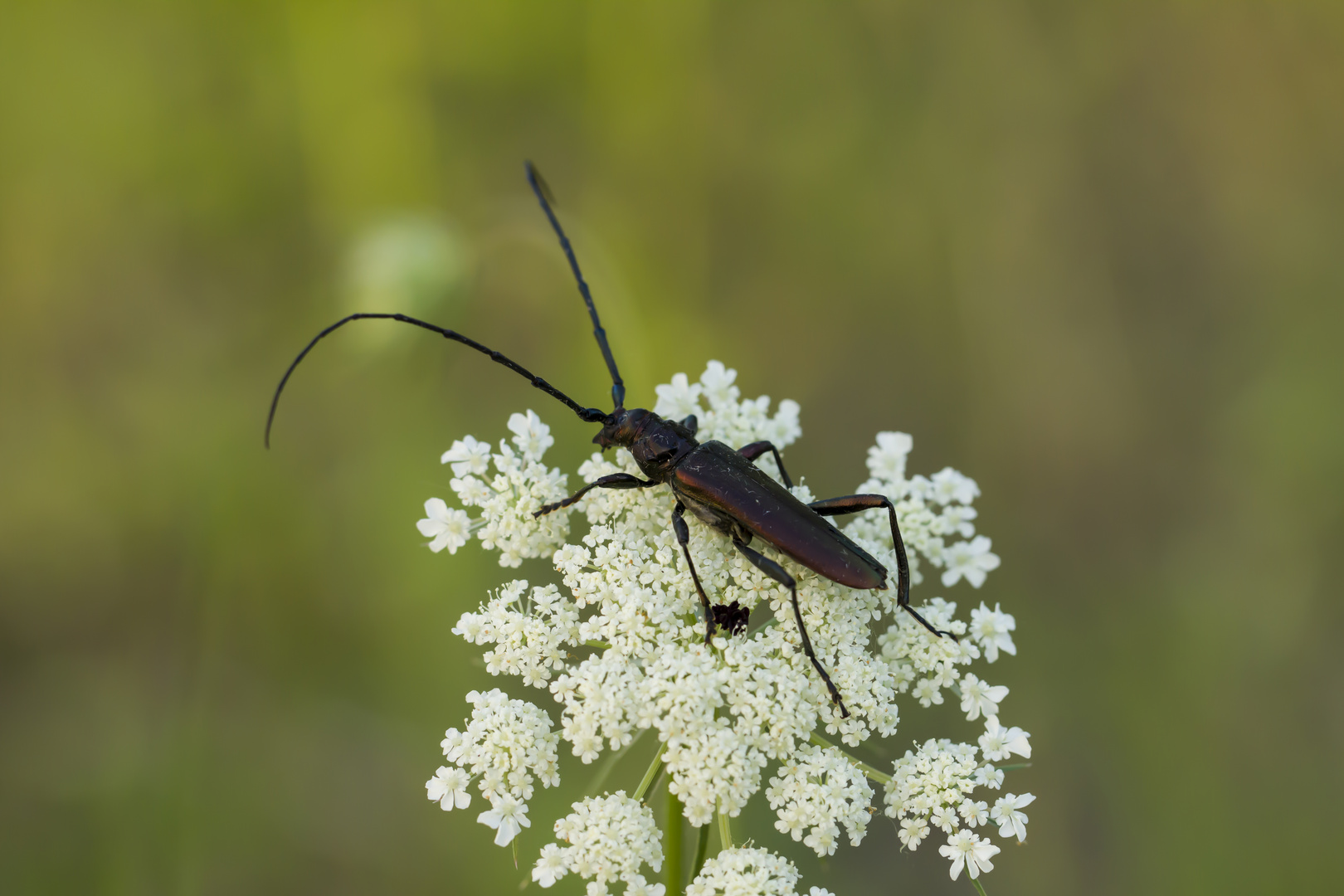 Moschusbock