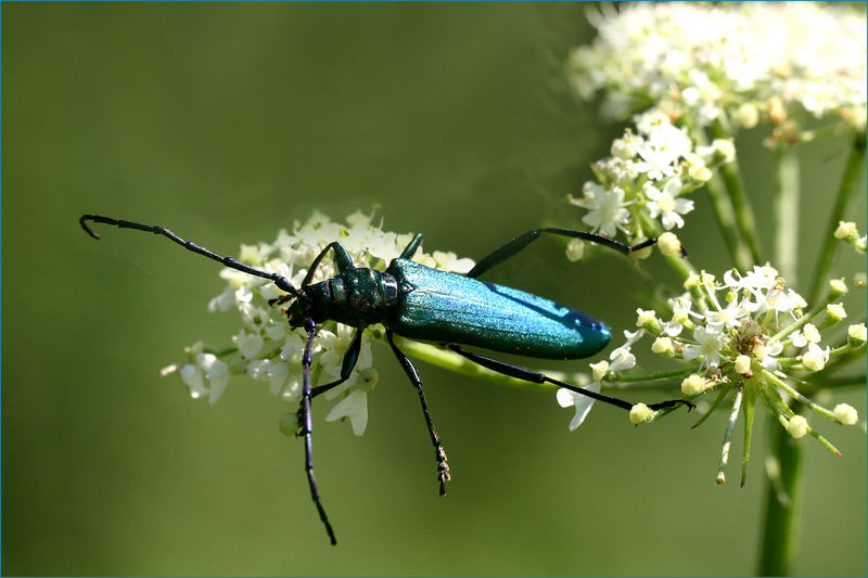 Moschusbock