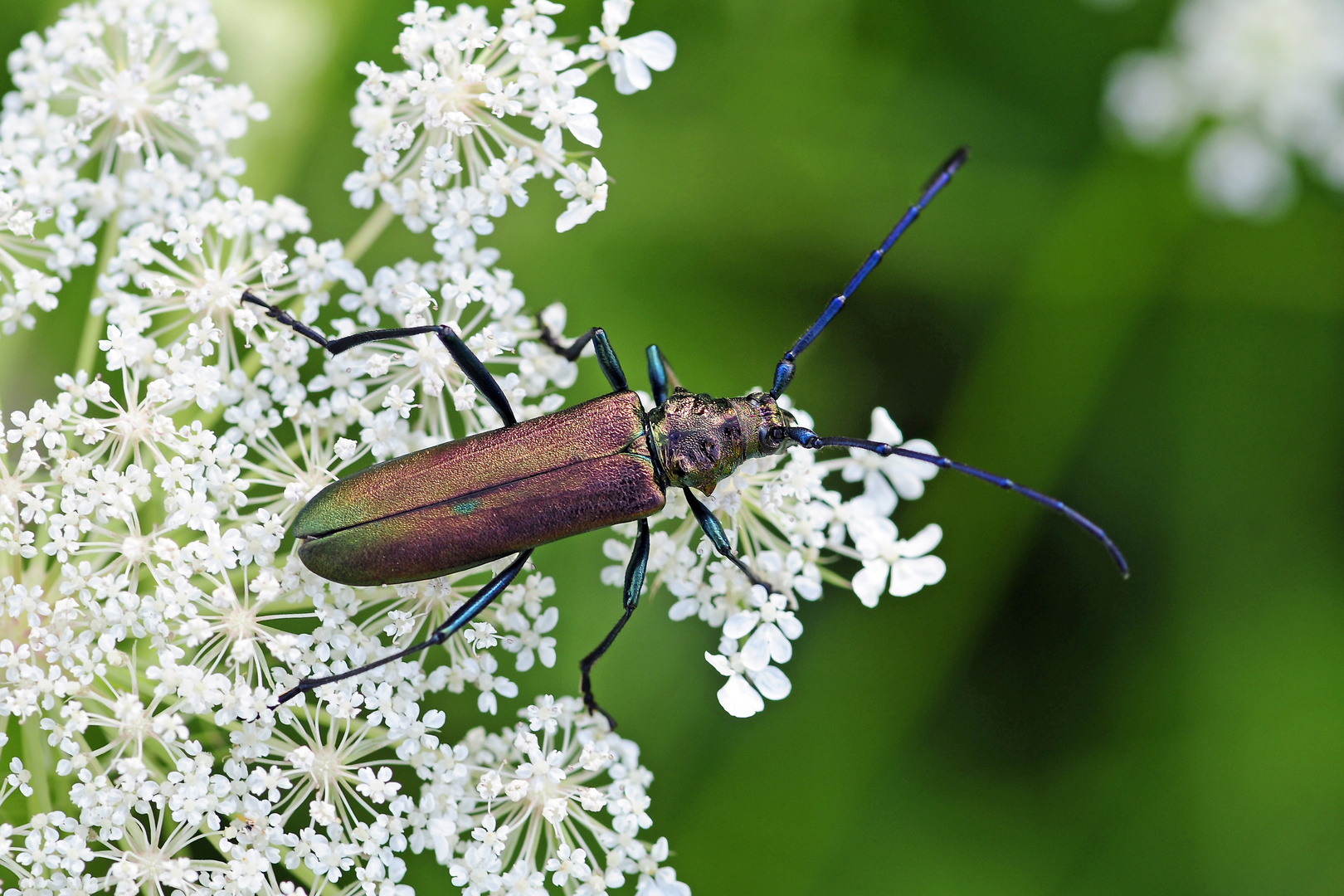 Moschusbock