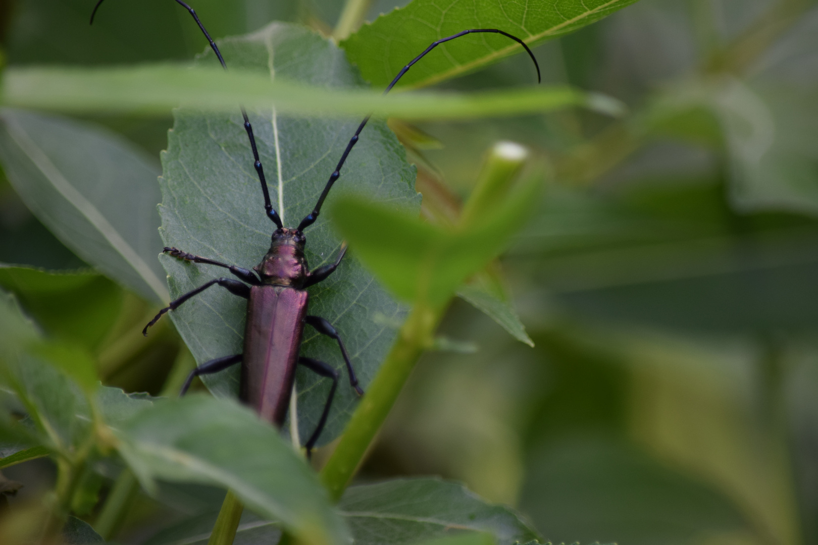 Moschusbock