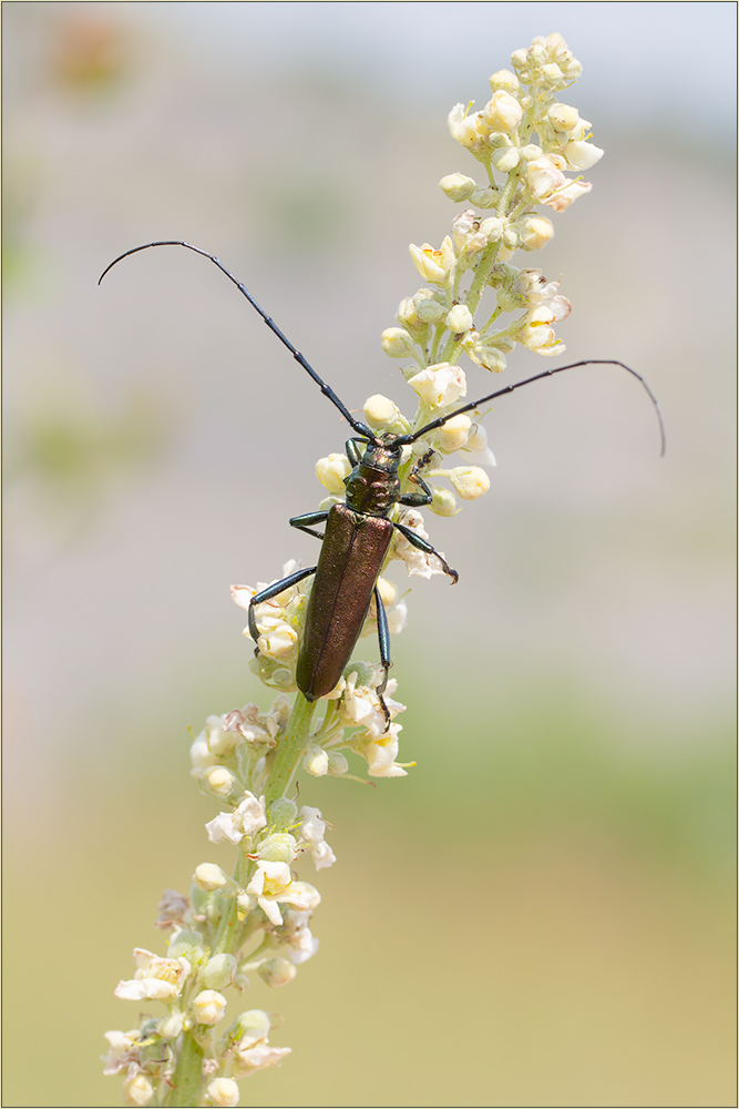 Moschusbock