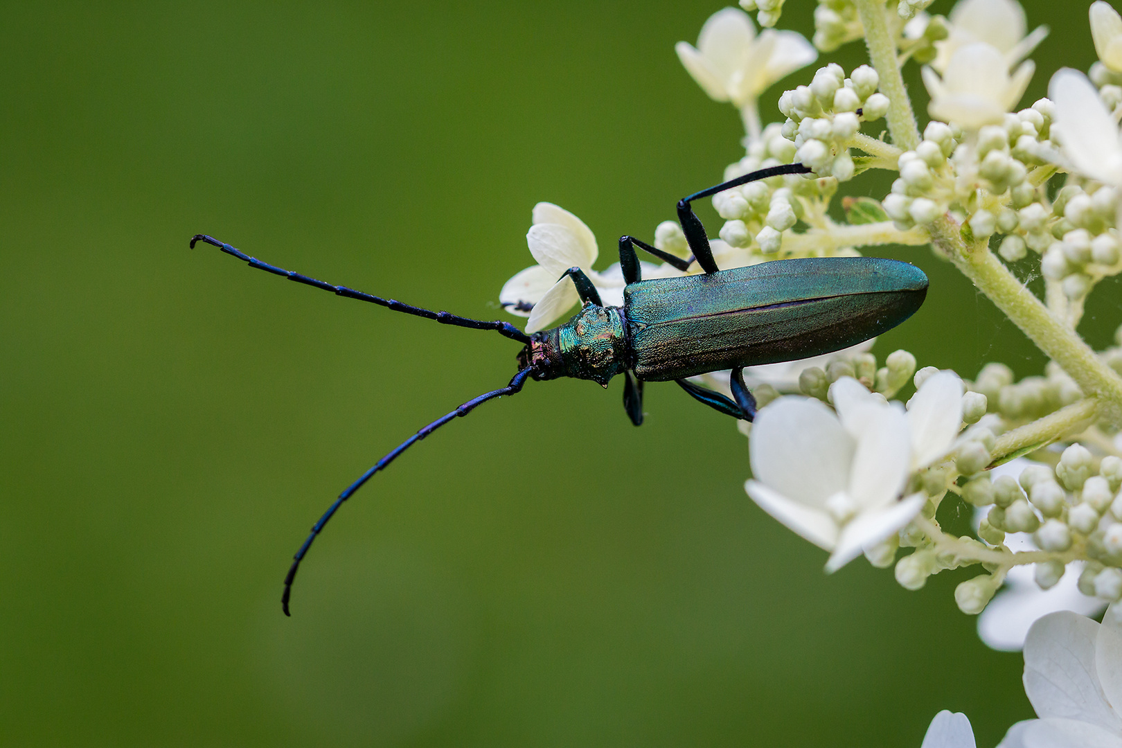 Moschusbock