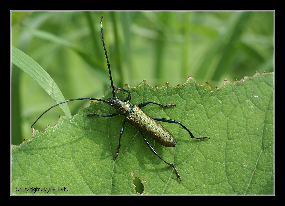 Moschusbock...