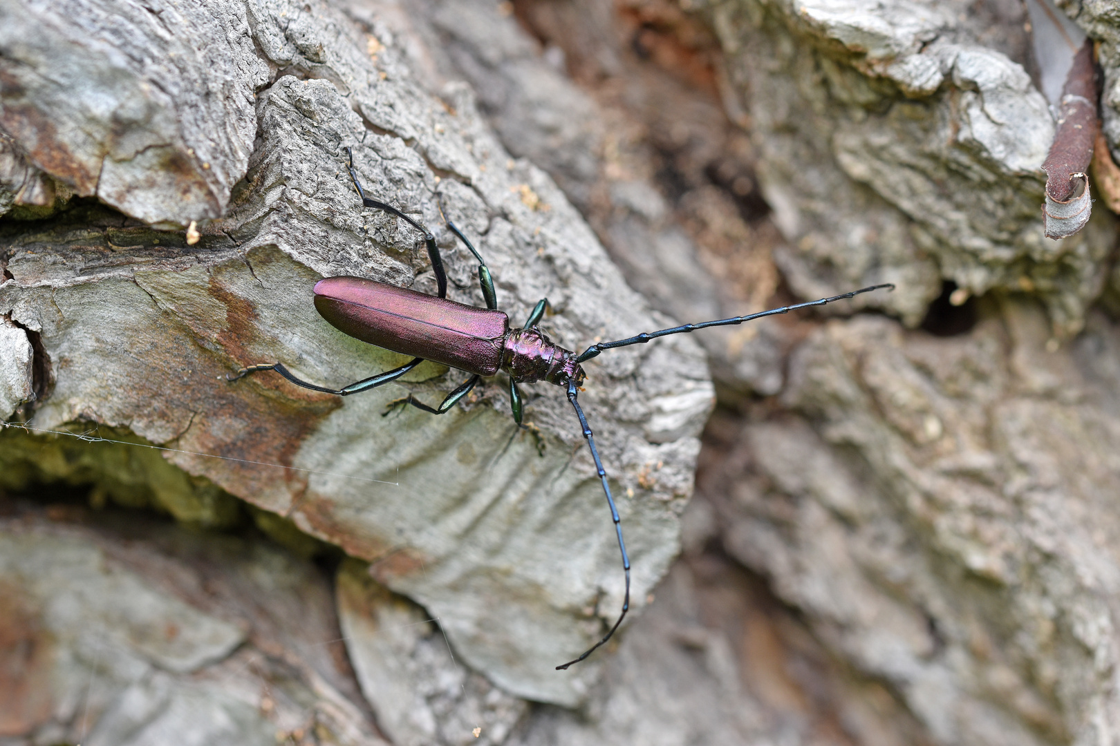 Moschusbock (Aromia moschata)