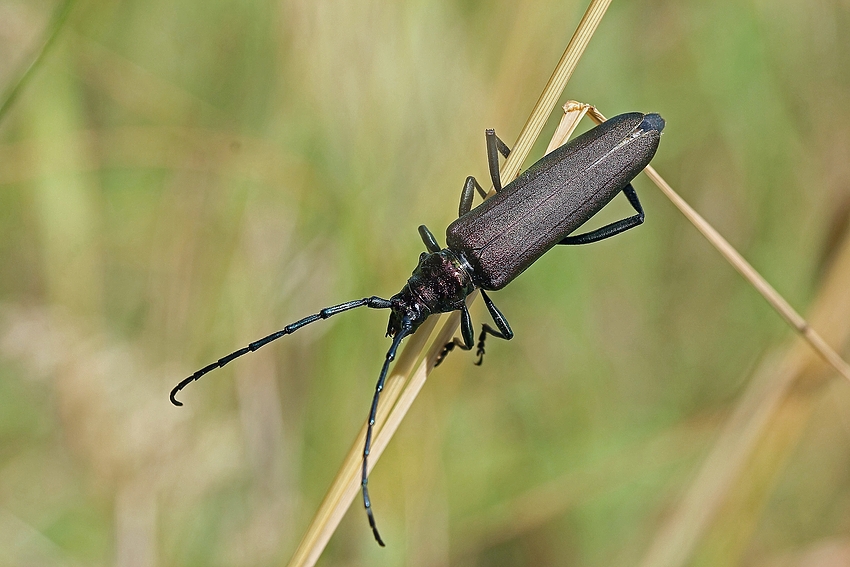 Moschusbock (Aromia moschata)