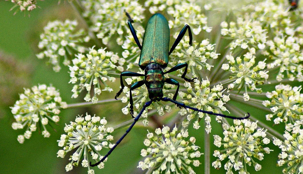 Moschusbock (Aromia moschata).