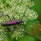 Moschusbock (Aromia moschata)