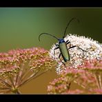 Moschusbock-(Aromia-moschata)