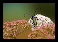 Moschusbock-(Aromia-moschata)