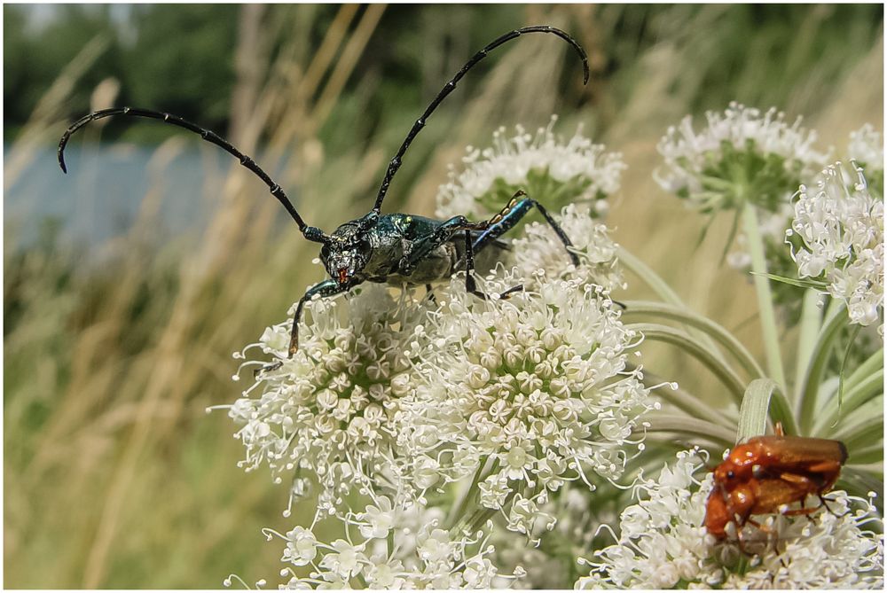  Moschusbock (Aromia moschata)