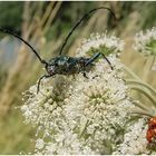  Moschusbock (Aromia moschata)