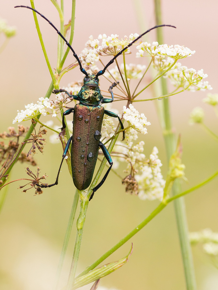 Moschusbock (Aromia moschata)