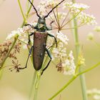 Moschusbock (Aromia moschata)