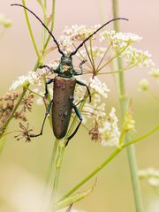 Moschusbock (Aromia moschata)