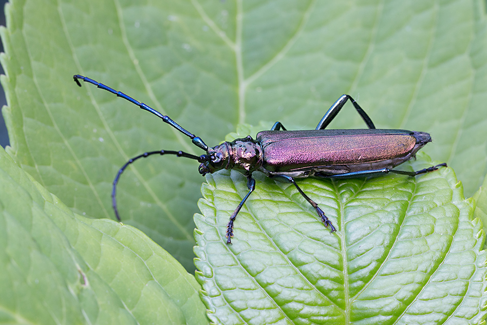 Moschusbock (Aromia moschata) Foto & Bild | tiere, wildlife, insekten