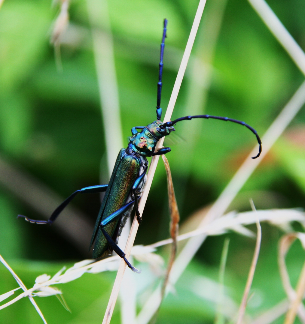 Moschusbock - Aromia moschata