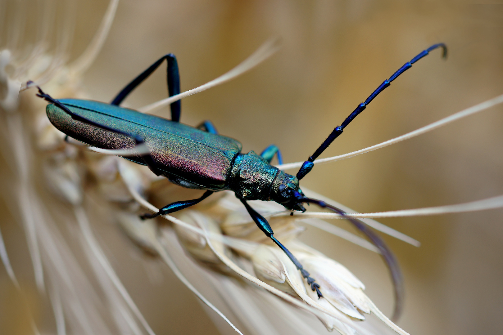  Moschusbock  Aromia moschata 