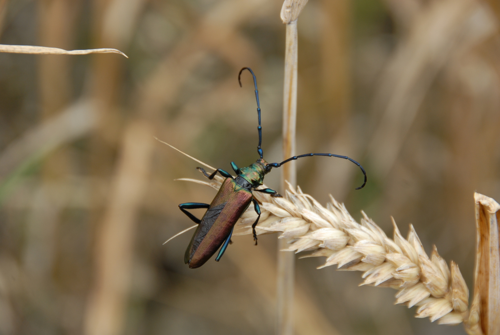 Moschusbock - Aromia moschata