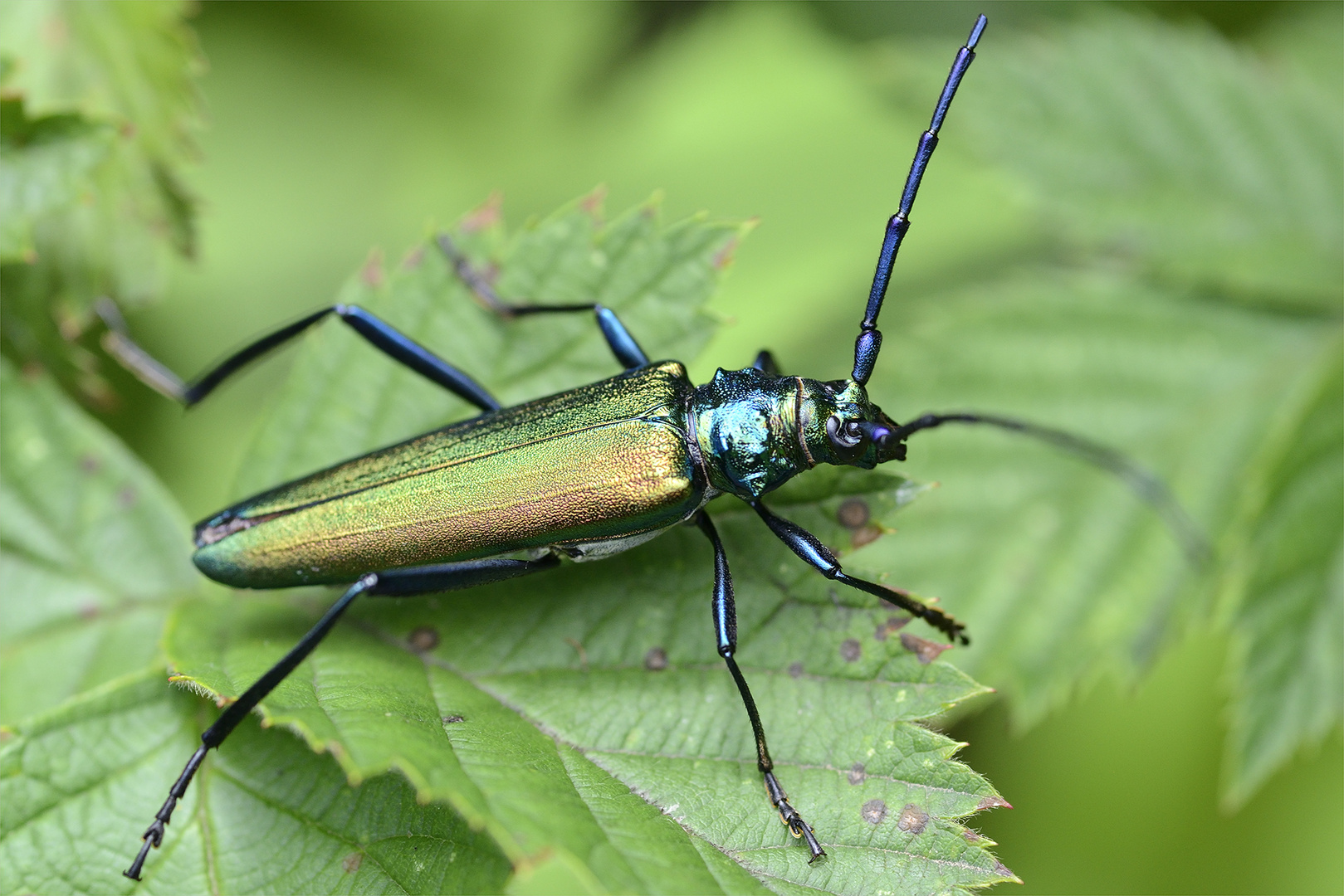 Moschusbock (Aromia moschata) Foto & Bild | tiere, natur Bilder auf