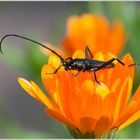 Moschusbock (Aromia moschata) auf Ringelblume