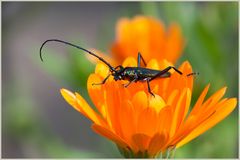 Moschusbock (Aromia moschata) auf Ringelblume