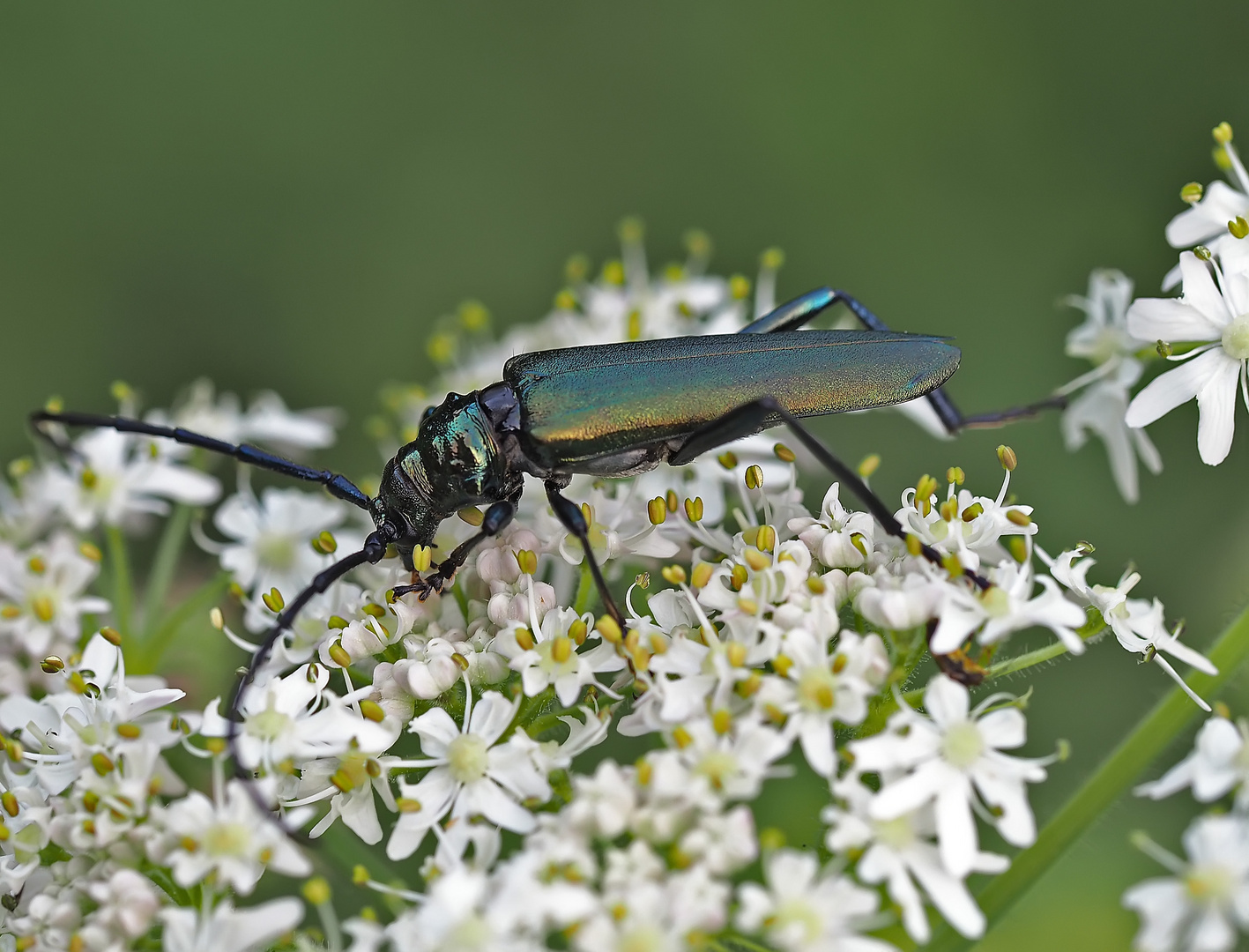 Moschusbock (Aromia moschata)