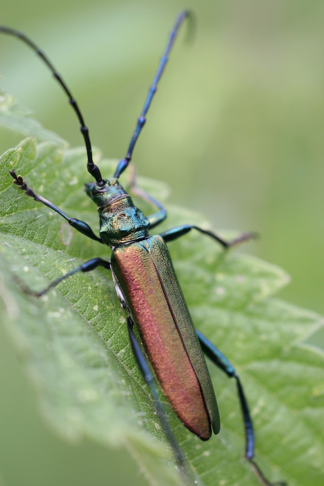 Moschusbock - Aromia moschata