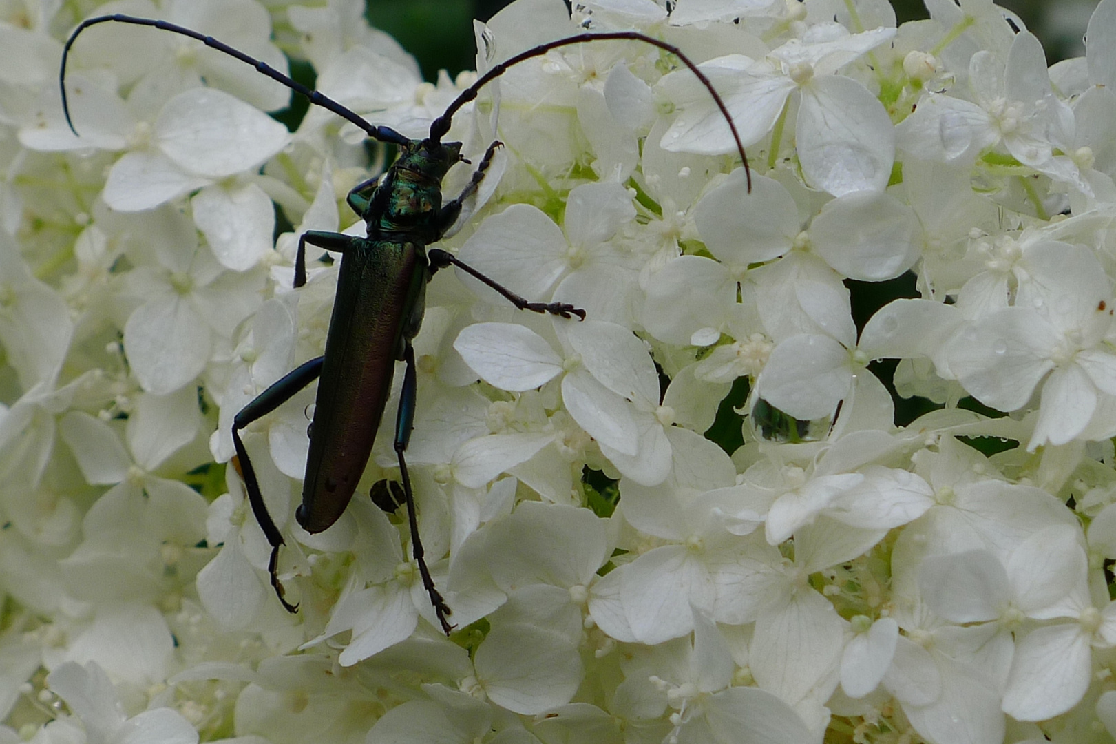 Moschusbock (Aromia moschata)