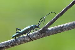 Moschusbock (Aromia moschata)