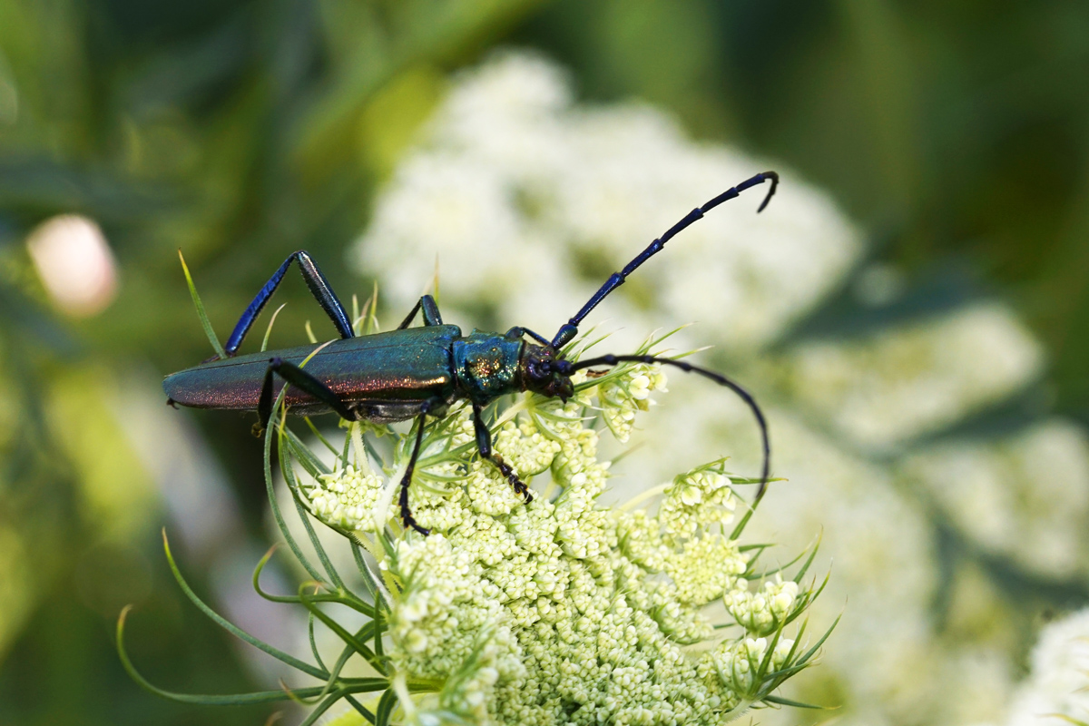 Moschusbock Aromia moschata