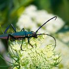 Moschusbock Aromia moschata