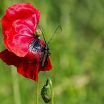  Moschusbock (Aromia moschata)