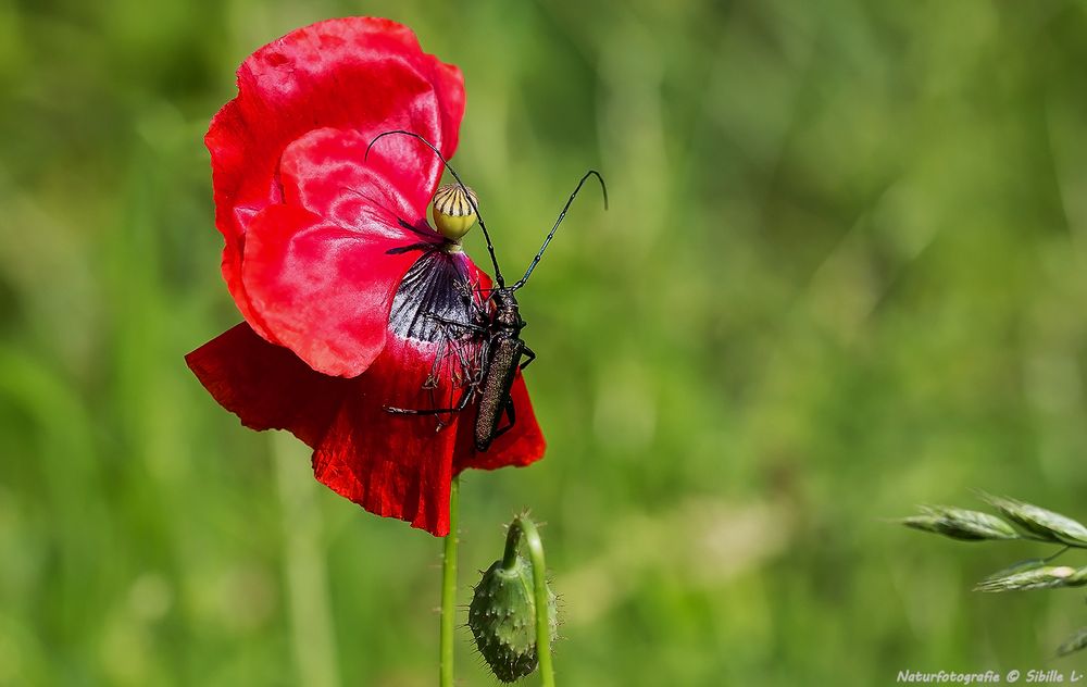  Moschusbock (Aromia moschata)