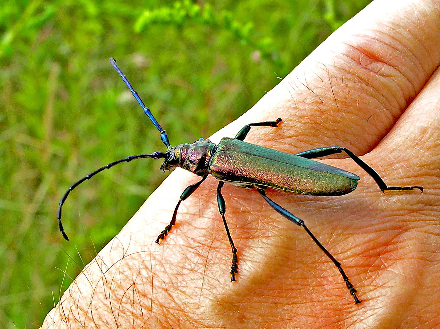 Moschusbock - Aromia moschata - Female